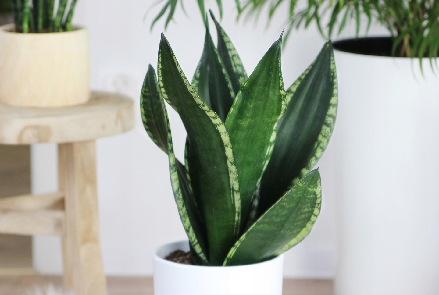 Sansevieria trifasciata 'Silver Flame' 